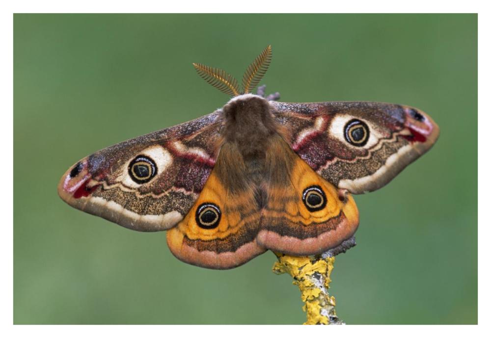 Emperor Moth, Switzerland-Paper Art-38"x26"