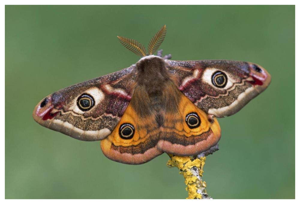 Emperor Moth, Switzerland-Paper Art-62"x42"