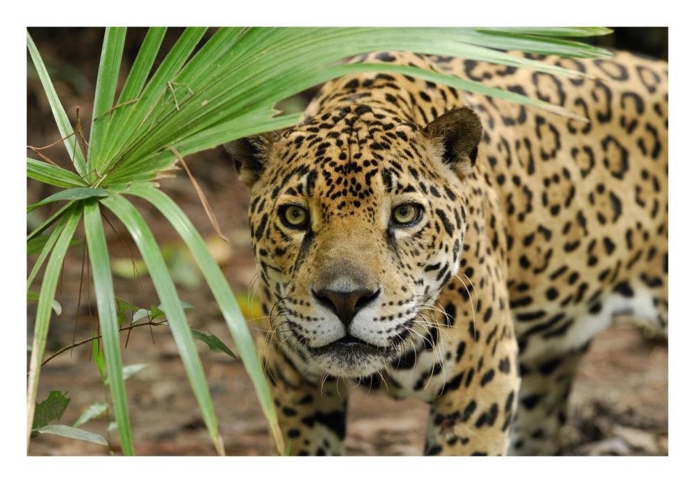 Jaguar peering through brush, Belize-Paper Art-26"x18"