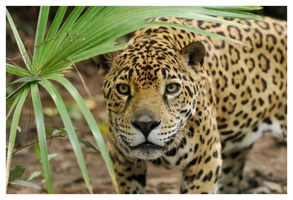 Jaguar peering through brush, Belize-Paper Art-50"x34"