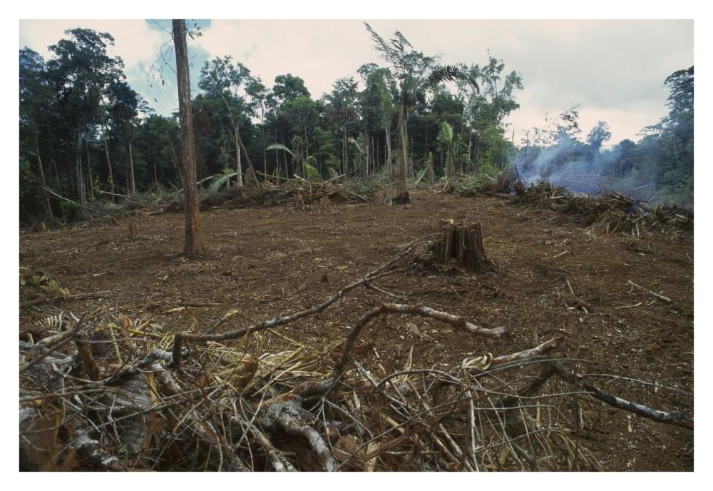 Rainforest deforestation, French Guiana-Paper Art-38"x26"