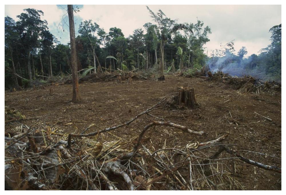 Rainforest deforestation, French Guiana-Paper Art-62"x42"