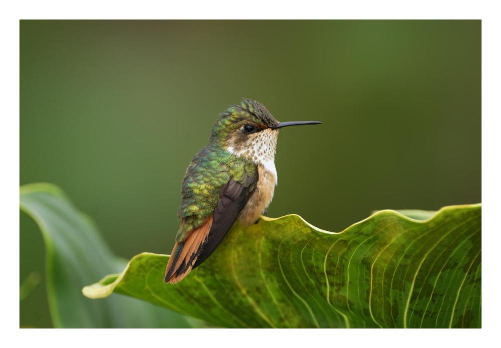Scintillant Hummingbird female, Costa Rica-Paper Art-26"x18"