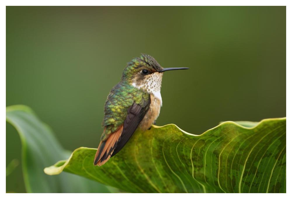 Scintillant Hummingbird female, Costa Rica-Paper Art-50"x34"