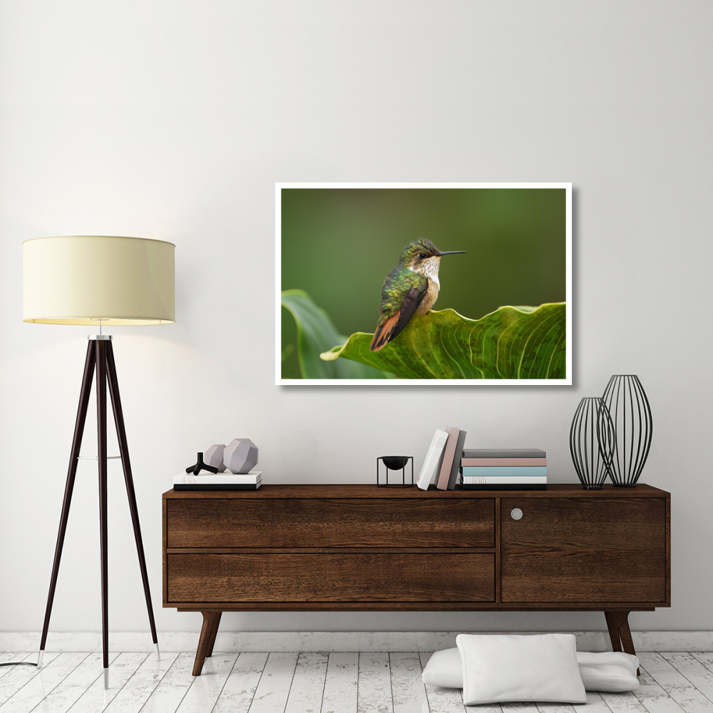 Scintillant Hummingbird female, Costa Rica-Paper Art-50&quotx34"