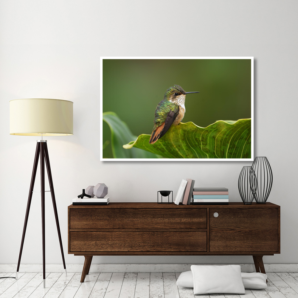 Scintillant Hummingbird female, Costa Rica-Paper Art-62&quotx42"