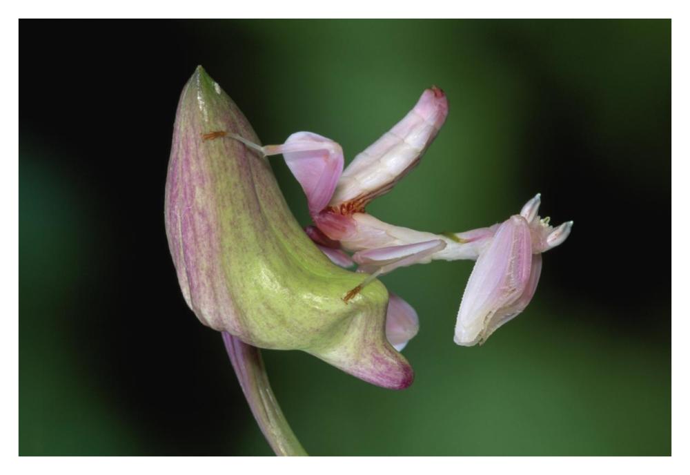 Orchid Mantis camouflaged on flower, Borneo, Malaysia-Paper Art-38"x26"