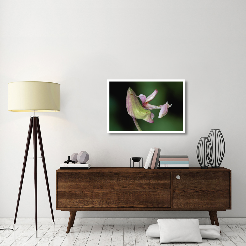 Orchid Mantis camouflaged on flower, Borneo, Malaysia-Paper Art-38&quotx26"