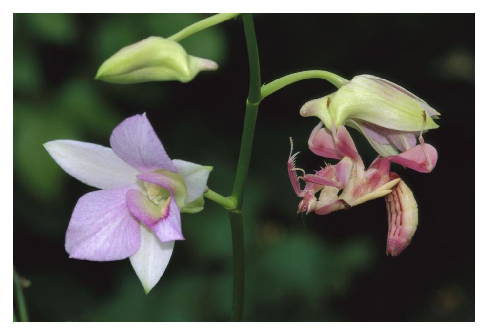 Orchid Mantis female mimicking a pink flower, Malaysia-Paper Art-20"x14"