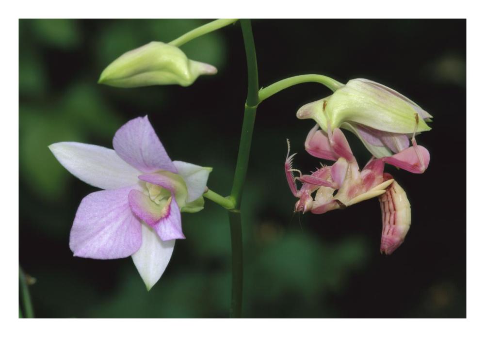 Orchid Mantis female mimicking a pink flower, Malaysia-Paper Art-26"x18"
