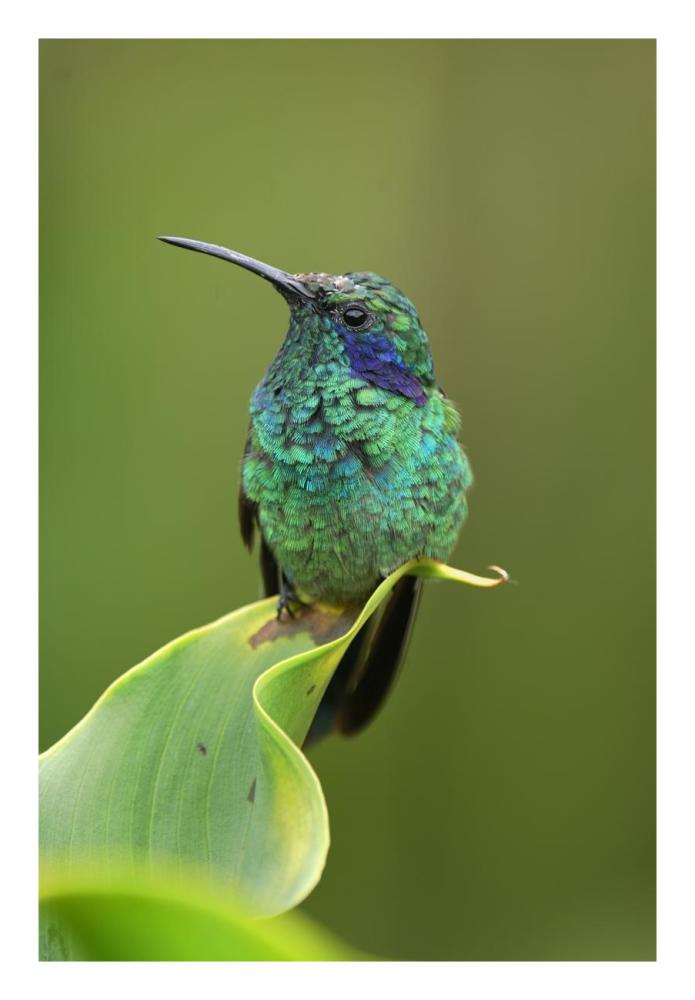 Green Violet-ear hummingbird perched on leaf, Costa Rica-Paper Art-18"x26"