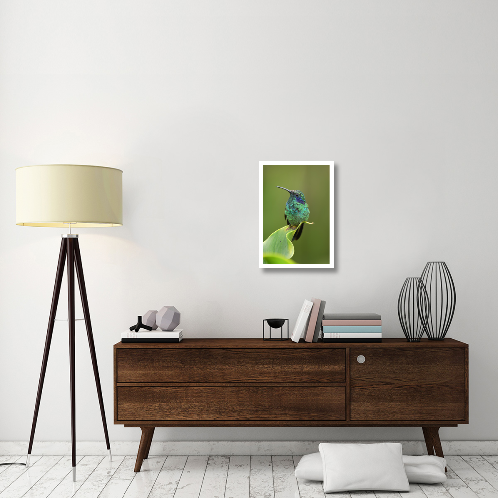 Green Violet-ear hummingbird perched on leaf, Costa Rica-Paper Art-18&quotx26"