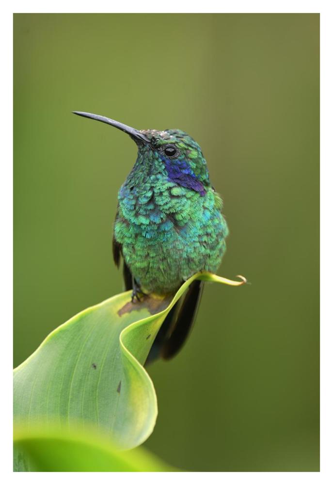 Green Violet-ear hummingbird perched on leaf, Costa Rica-Paper Art-26"x38"