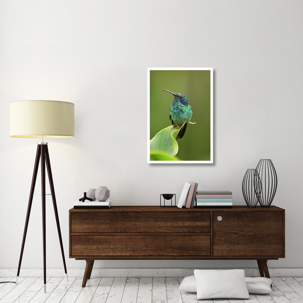 Green Violet-ear hummingbird perched on leaf, Costa Rica-Paper Art-26&quotx38"