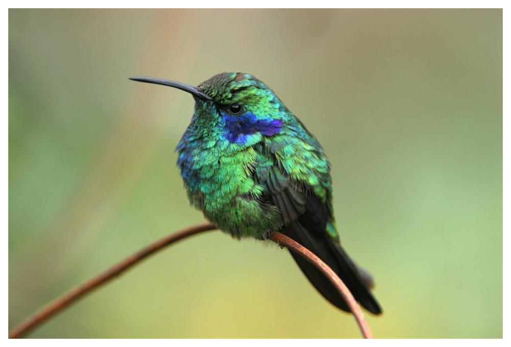 Green Violet-ear hummingbird perched on twig, Costa Rica-Paper Art-62"x42"