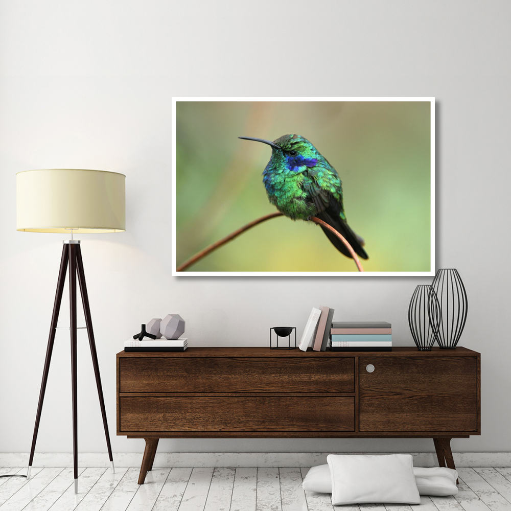 Green Violet-ear hummingbird perched on twig, Costa Rica-Paper Art-62&quotx42"