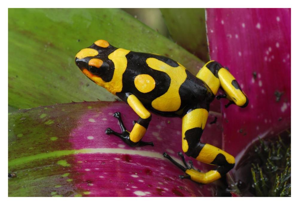 Harlequin Poison Dart Frog on bromeliad, Cauca, Colombia-Paper Art-38"x26"