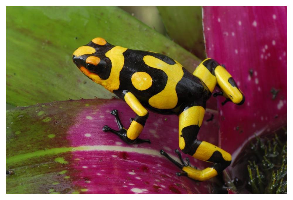 Harlequin Poison Dart Frog on bromeliad, Cauca, Colombia-Paper Art-50"x34"