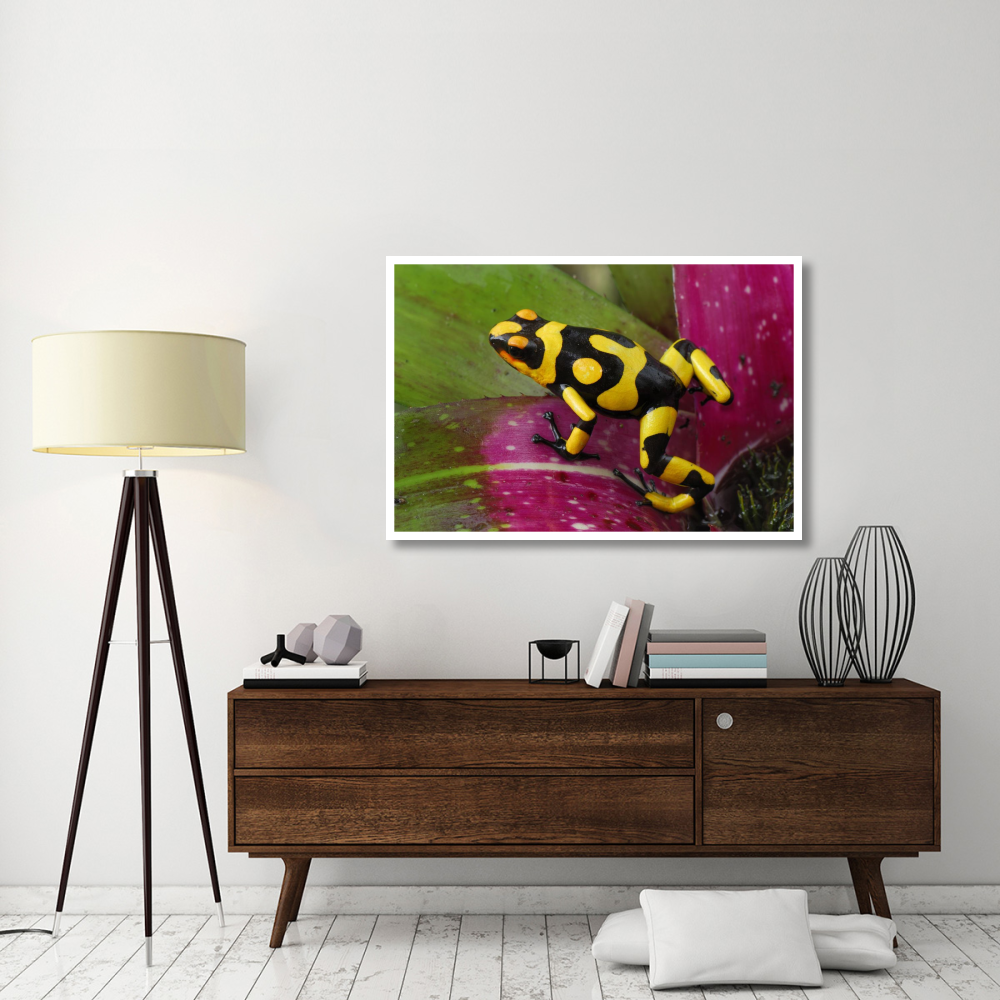 Harlequin Poison Dart Frog on bromeliad, Cauca, Colombia-Paper Art-50&quotx34"