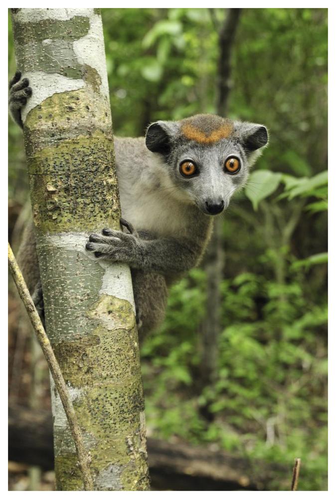 Crowned Lemur female, Ankarana Special Reserve, Madagascar-Paper Art-42"x62"