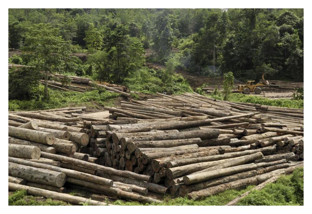 Logs in logging area, Danum Valley Conservation Area, Borneo, Malaysia-Paper Art-38"x26"