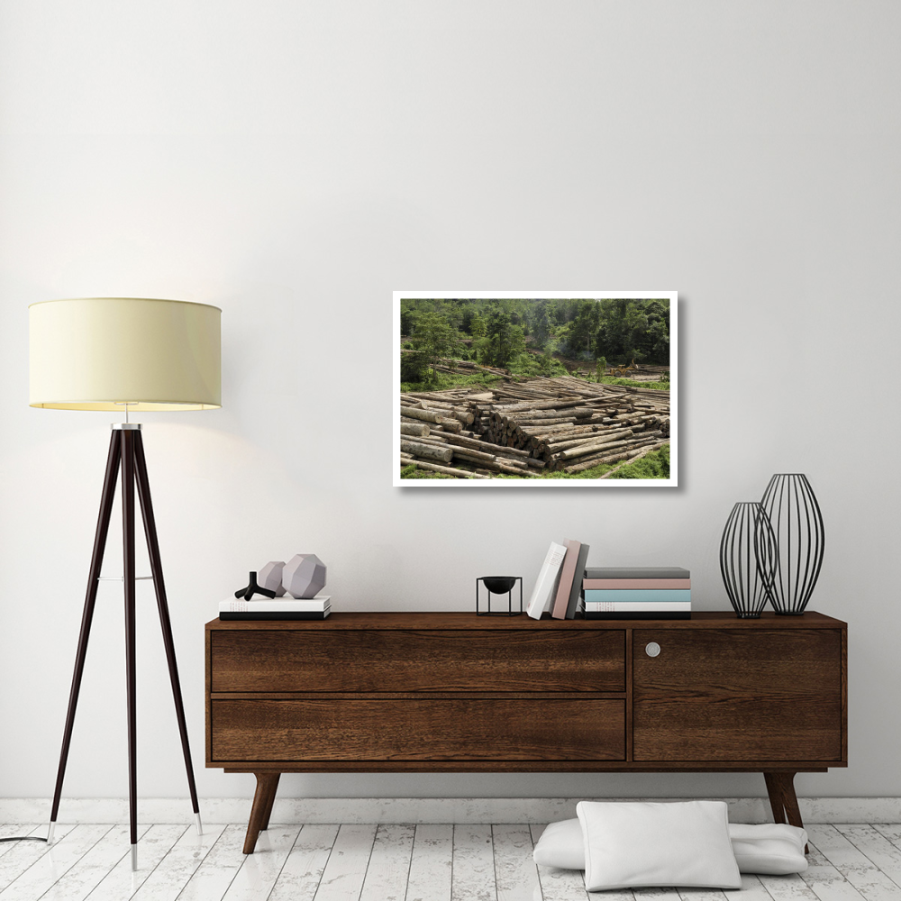 Logs in logging area, Danum Valley Conservation Area, Borneo, Malaysia-Paper Art-38&quotx26"