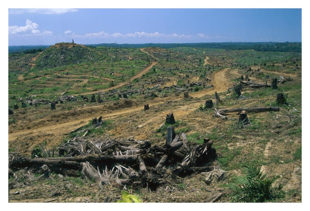 Rainforest deforestation for oil palm plantation, Sabah, Borneo, Malaysia-Paper Art-38"x26"