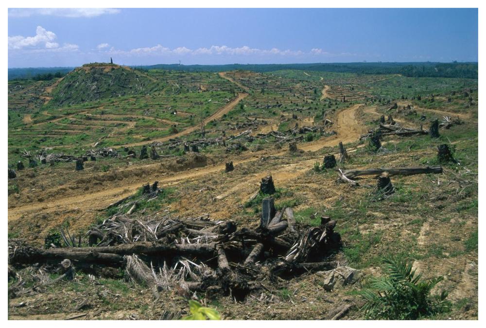 Rainforest deforestation for oil palm plantation, Sabah, Borneo, Malaysia-Paper Art-62"x42"