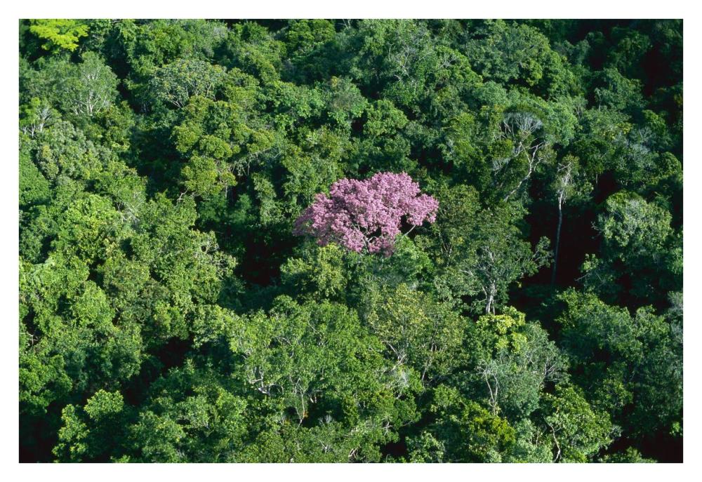 Pink flowering tree in rainforest canopy, Canaima National Park, Venezuela-Paper Art-38"x26"