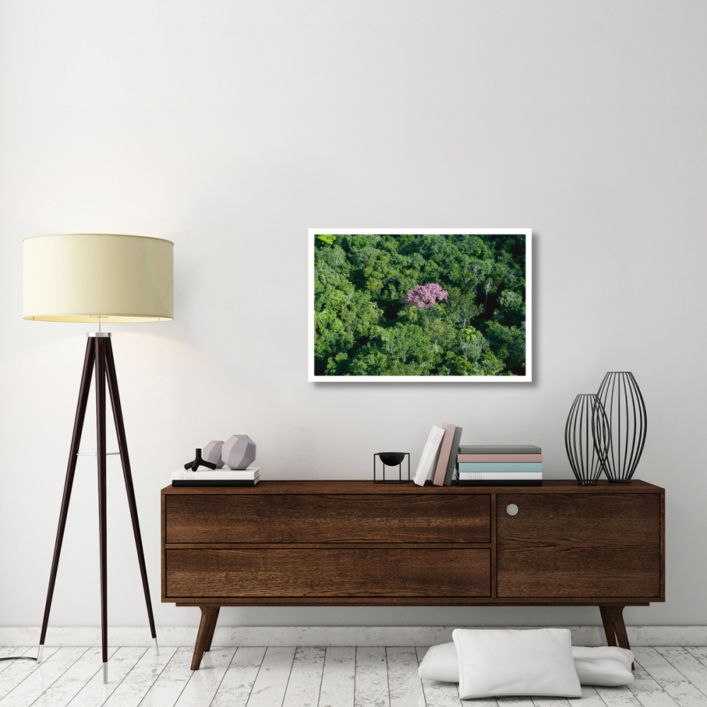 Pink flowering tree in rainforest canopy, Canaima National Park, Venezuela-Paper Art-38&quotx26"