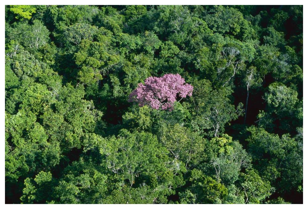 Pink flowering tree in rainforest canopy, Canaima National Park, Venezuela-Paper Art-62"x42"