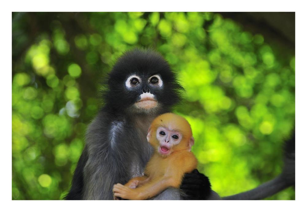 Dusky Leaf Monkey mother with baby, Khao Sam Roi Yot National Park, Thailand-Paper Art-26"x18"