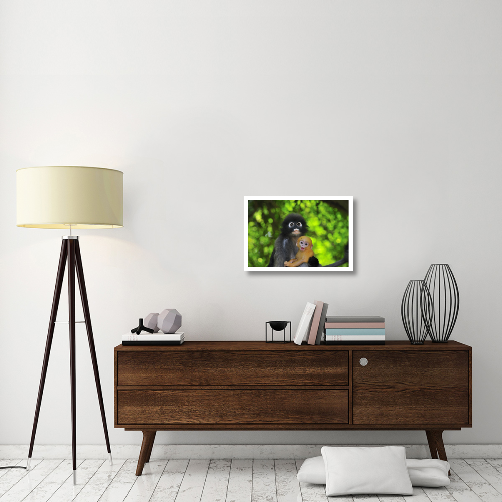 Dusky Leaf Monkey mother with baby, Khao Sam Roi Yot National Park, Thailand-Paper Art-26&quotx18"