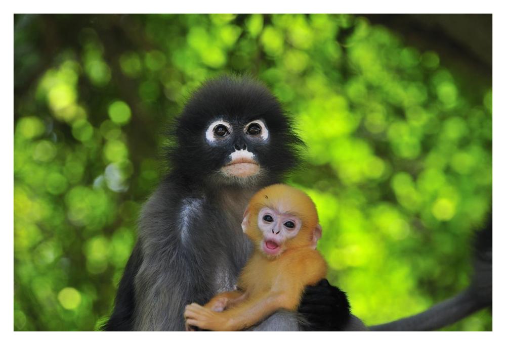 Dusky Leaf Monkey mother with baby, Khao Sam Roi Yot National Park, Thailand-Paper Art-38"x26"