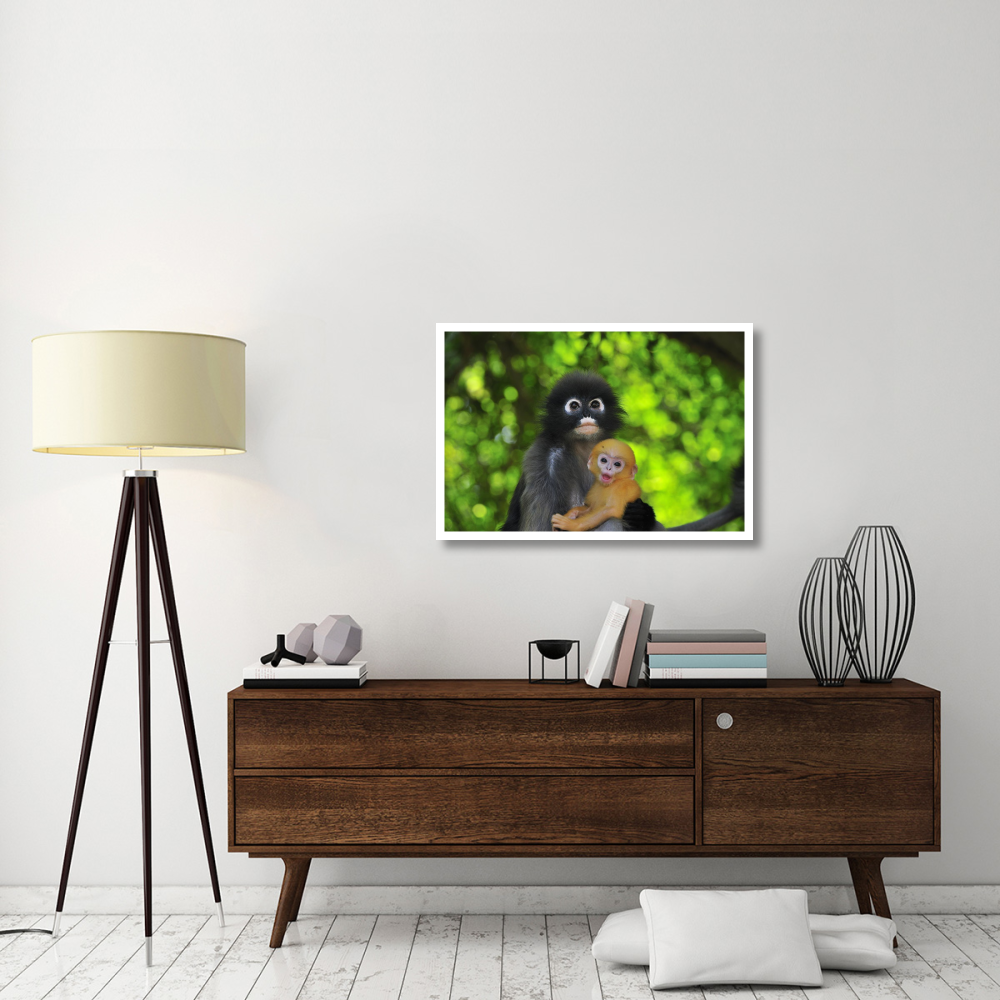 Dusky Leaf Monkey mother with baby, Khao Sam Roi Yot National Park, Thailand-Paper Art-38&quotx26"