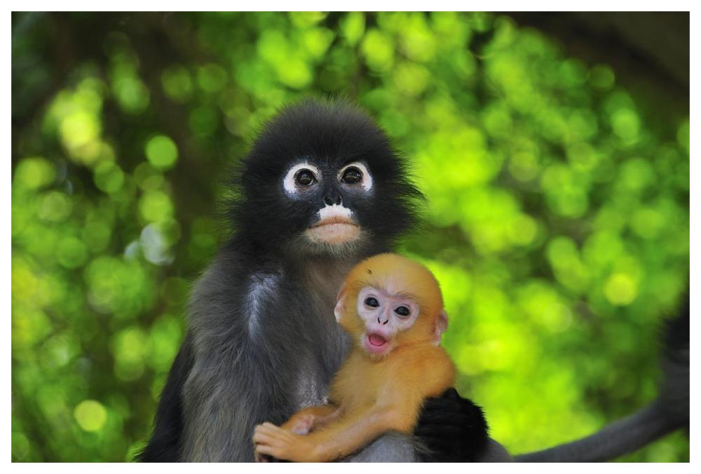 Dusky Leaf Monkey mother with baby, Khao Sam Roi Yot National Park, Thailand-Paper Art-62"x42"