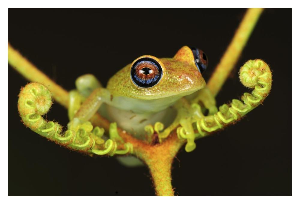 Green Bright-eyed Frog on a fern, Andasibe-Mantadia National Park, Madagascar-Paper Art-20"x14"