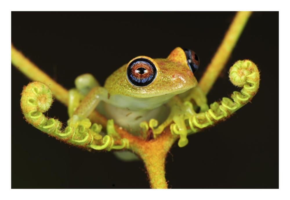 Green Bright-eyed Frog on a fern, Andasibe-Mantadia National Park, Madagascar-Paper Art-26"x18"