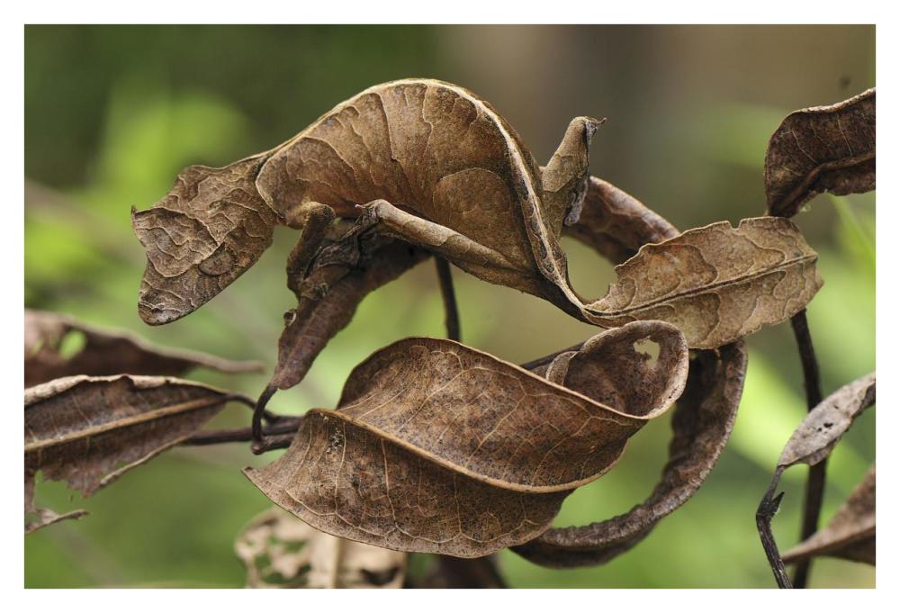 Fantastic Leaf-tail Gecko mimicking leaves, Andasibe-Mantadia National Park, Madagascar-Paper Art-38"x26"