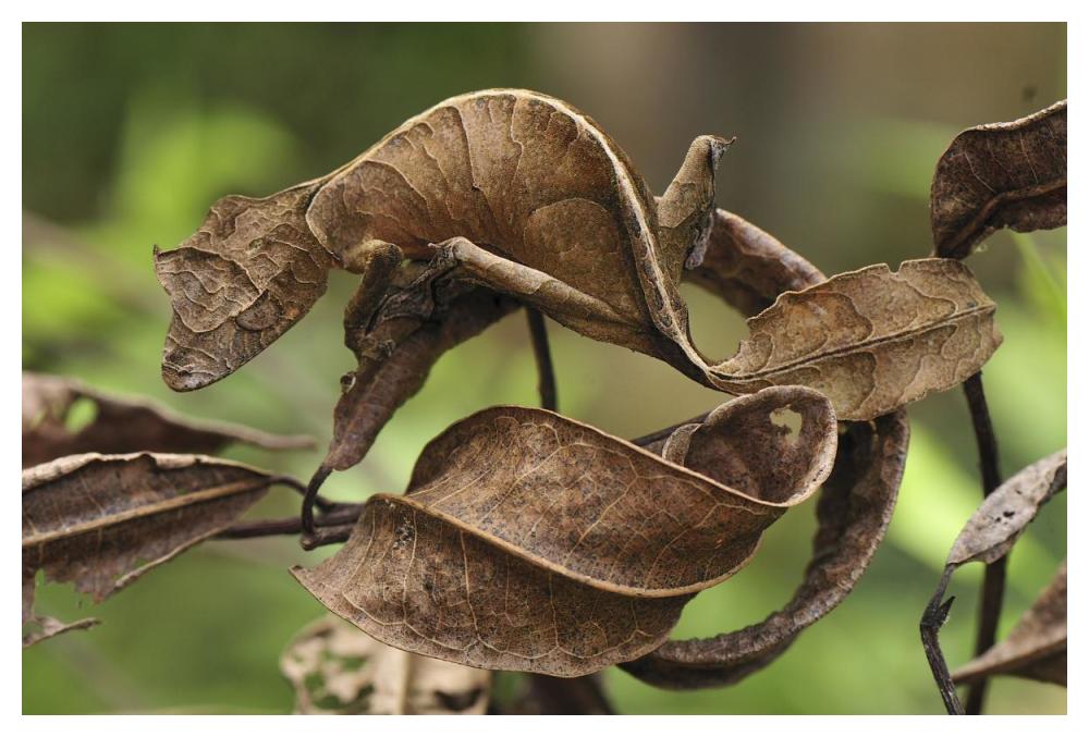 Fantastic Leaf-tail Gecko mimicking leaves, Andasibe-Mantadia National Park, Madagascar-Paper Art-50"x34"