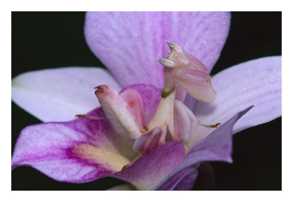 Orchid Mantis female mimicking a pink flower, Cameron highlands near Tapah in West Malaysia-Paper Art-26"x18"