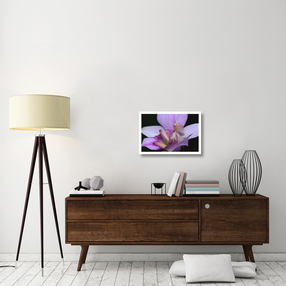Orchid Mantis female mimicking a pink flower, Cameron highlands near Tapah in West Malaysia-Paper Art-26&quotx18"