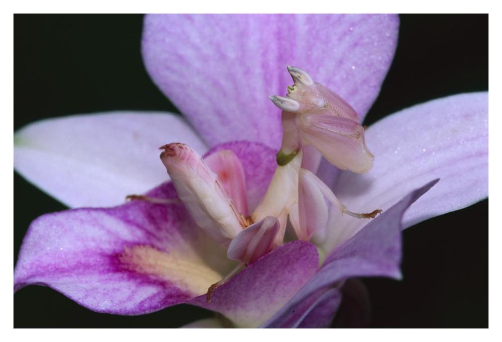 Orchid Mantis female mimicking a pink flower, Cameron highlands near Tapah in West Malaysia-Paper Art-38"x26"
