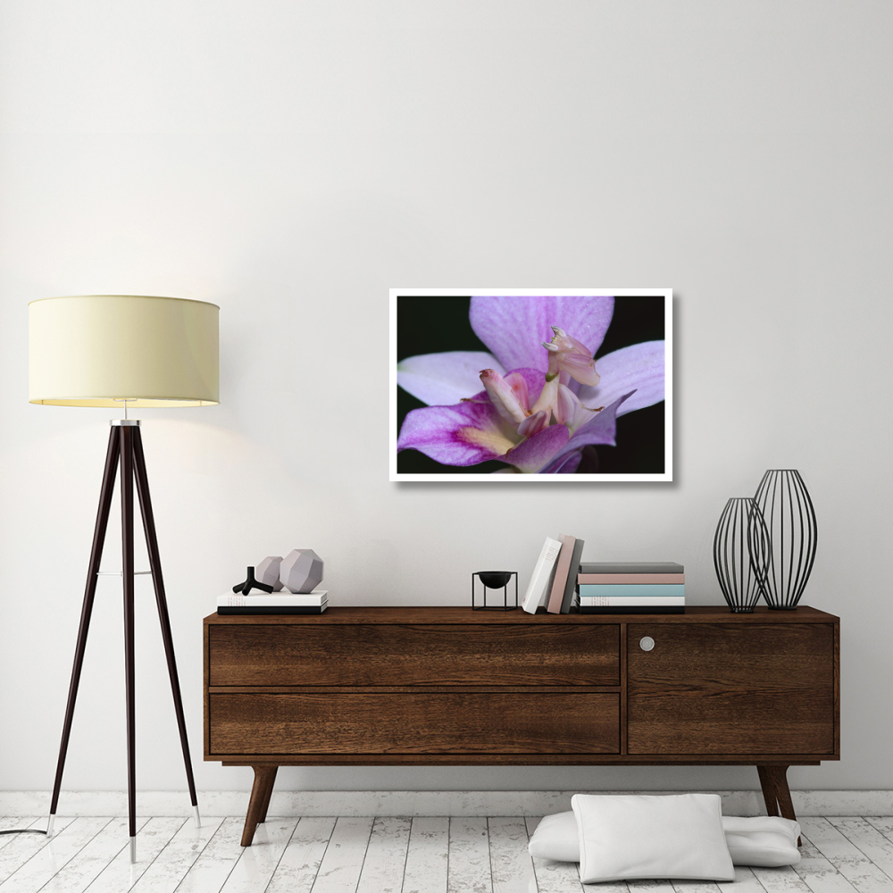 Orchid Mantis female mimicking a pink flower, Cameron highlands near Tapah in West Malaysia-Paper Art-38&quotx26"