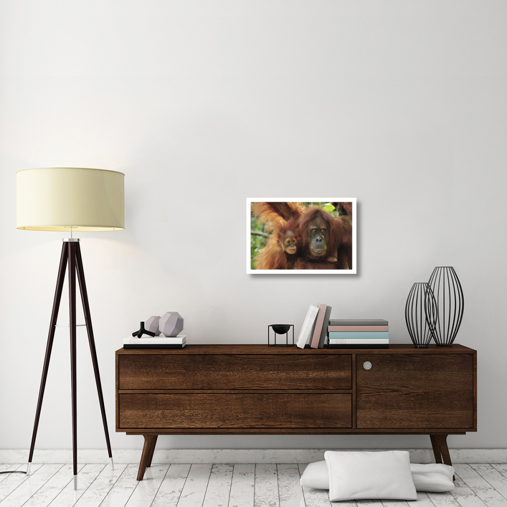 Sumatran Orangutan mother with young, Gunung Leuser National Park, northern Sumatra, Indonesia-Paper Art-26&quotx18"