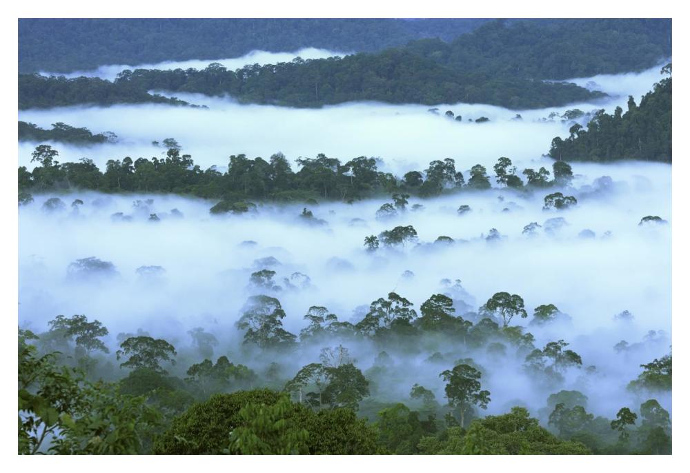 Canopy of lowland rainforest at dawn with fog, Danum Valley Conservation Area, Borneo, Malaysia-Paper Art-20"x14"