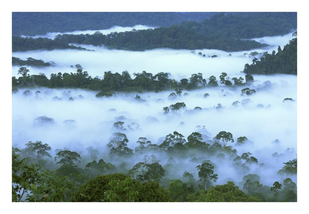 Canopy of lowland rainforest at dawn with fog, Danum Valley Conservation Area, Borneo, Malaysia-Paper Art-26"x18"