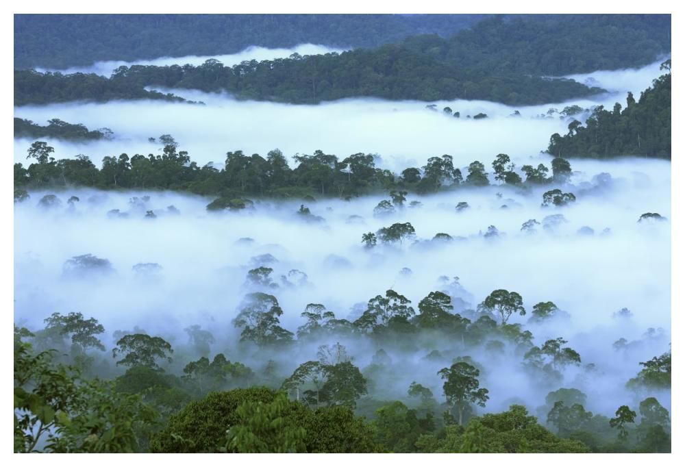 Canopy of lowland rainforest at dawn with fog, Danum Valley Conservation Area, Borneo, Malaysia-Paper Art-50"x34"