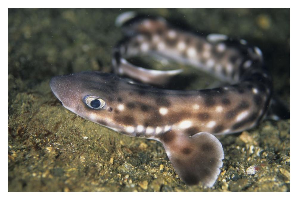 Coral Catshark, Lembeh Strait, Sulawesi, Indonesia-Paper Art-38"x26"