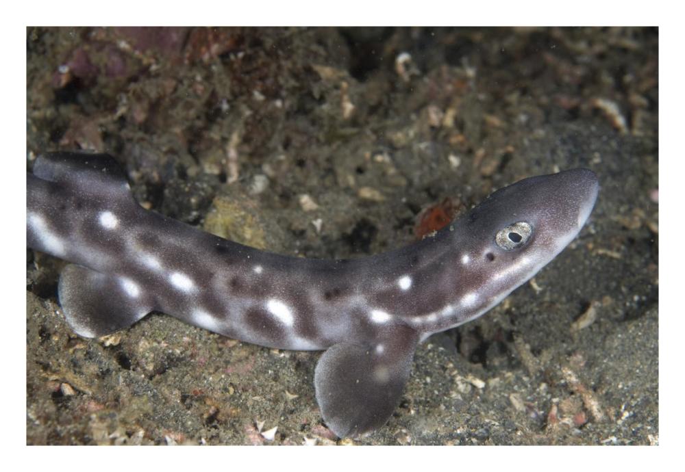 Coral Catshark , Lembeh Island, Sulawesi, Indonesia-Paper Art-26"x18"